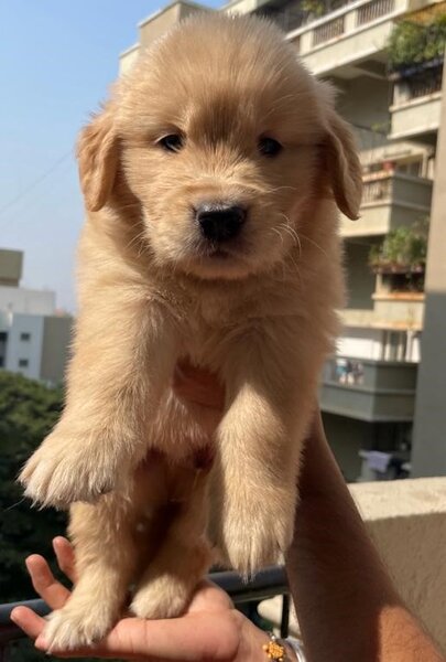 Golden retriever