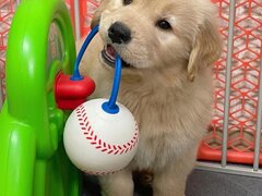 Golden retriever